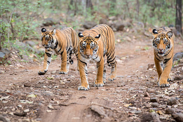 Tiger Hunting Banned 