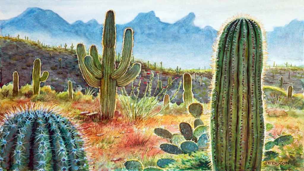 Cactus Plant paintings