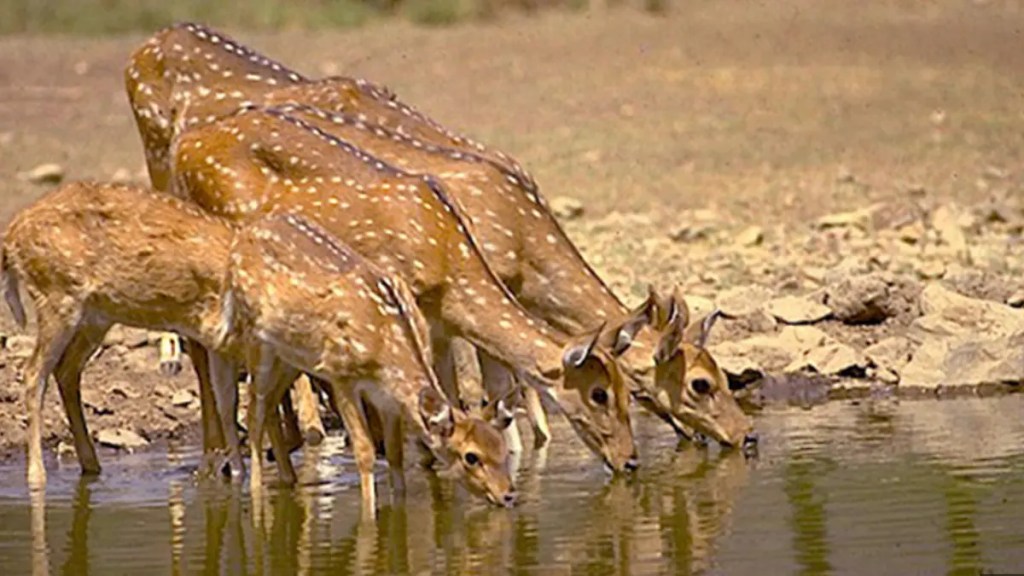 Bhainsrogarh Wildlife Sanctury