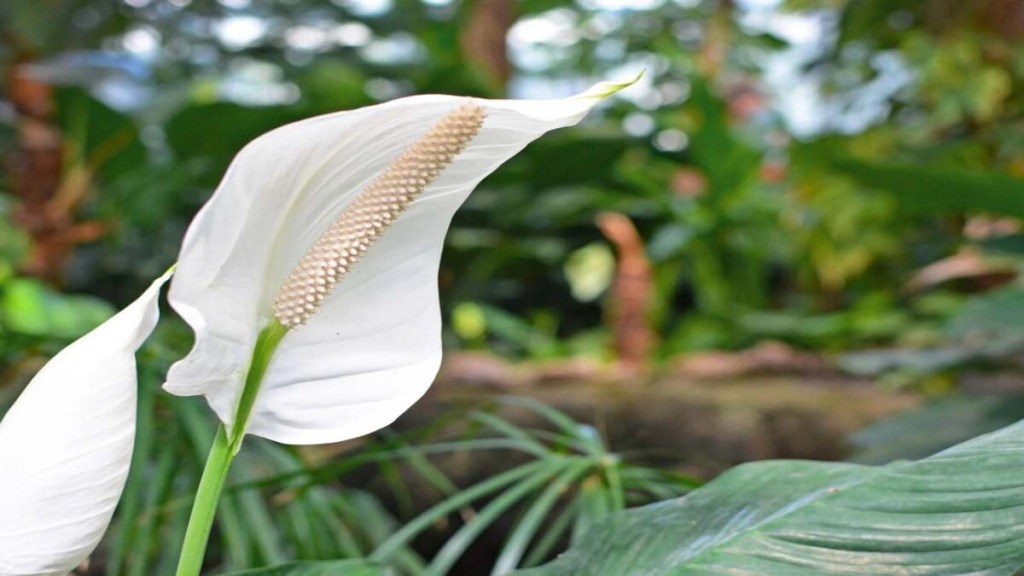 types of peace lilies
