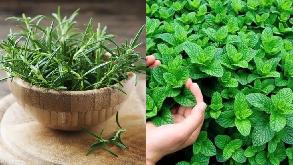 rosemary and mint